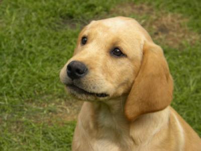Puppy Training Classes