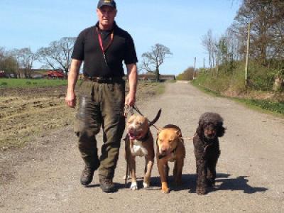 Dog Obedience Training