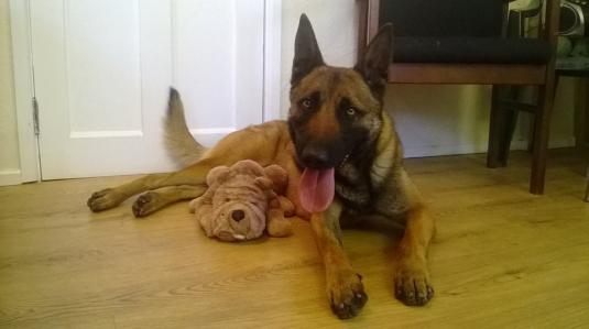Dog training in the home